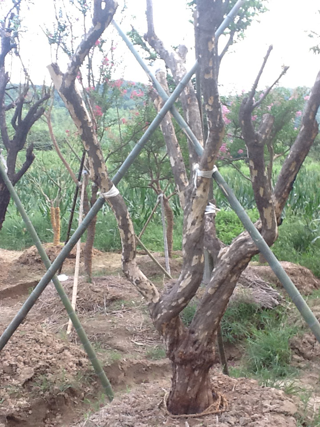 ������ľ