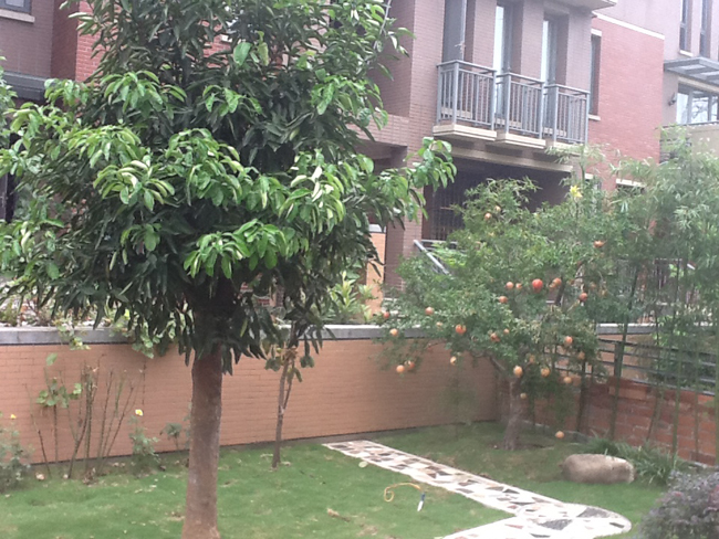 ������ľ