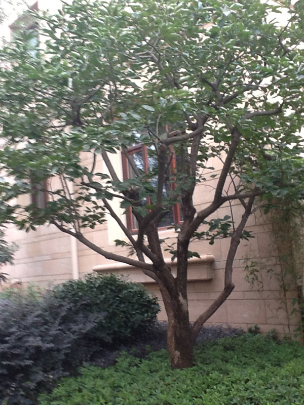 ������ľ